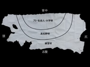 牛革の部位説明２