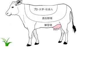 牛革の部位説明１